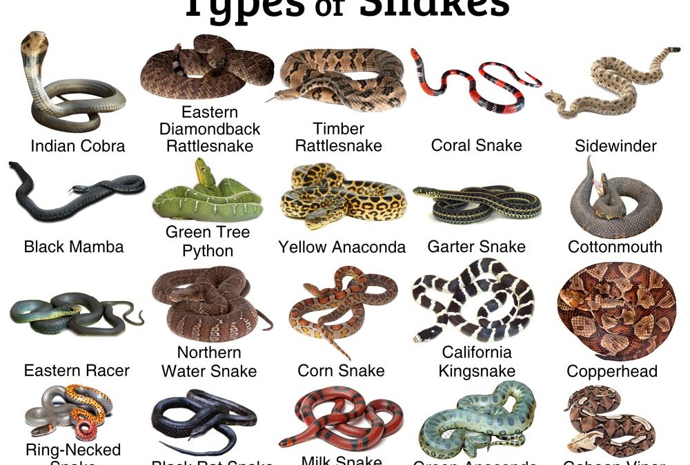 Showcase: Creatures‒ Types of Snakes
